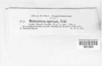 Melanomma sparsum image